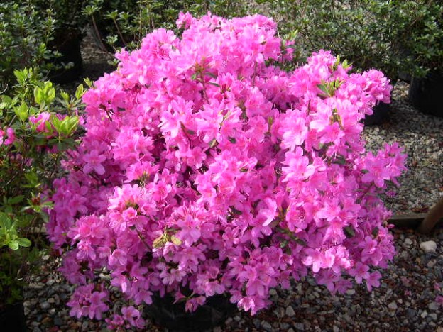 Azalea - Gammon's Garden Center & Landscape Nursery
