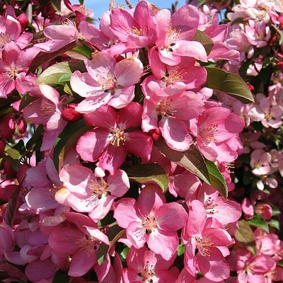 Crabapple – Gammon's Garden Center & Landscape Nursery