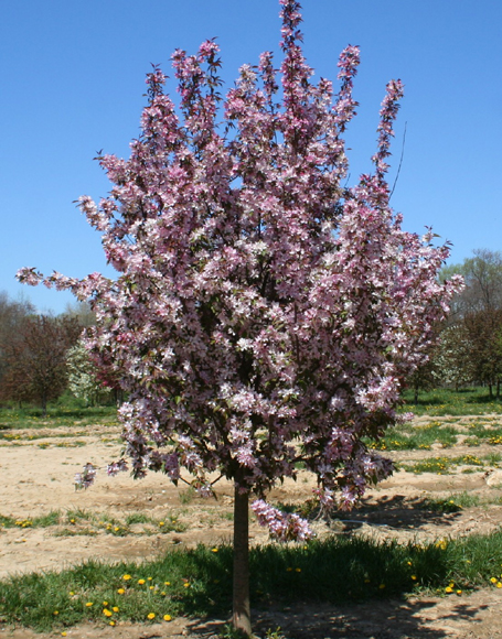 Crabapple – Gammon's Garden Center & Landscape Nursery