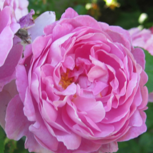 David Austin Roses: Fragrant – Gammon's Garden Center & Landscape Nursery