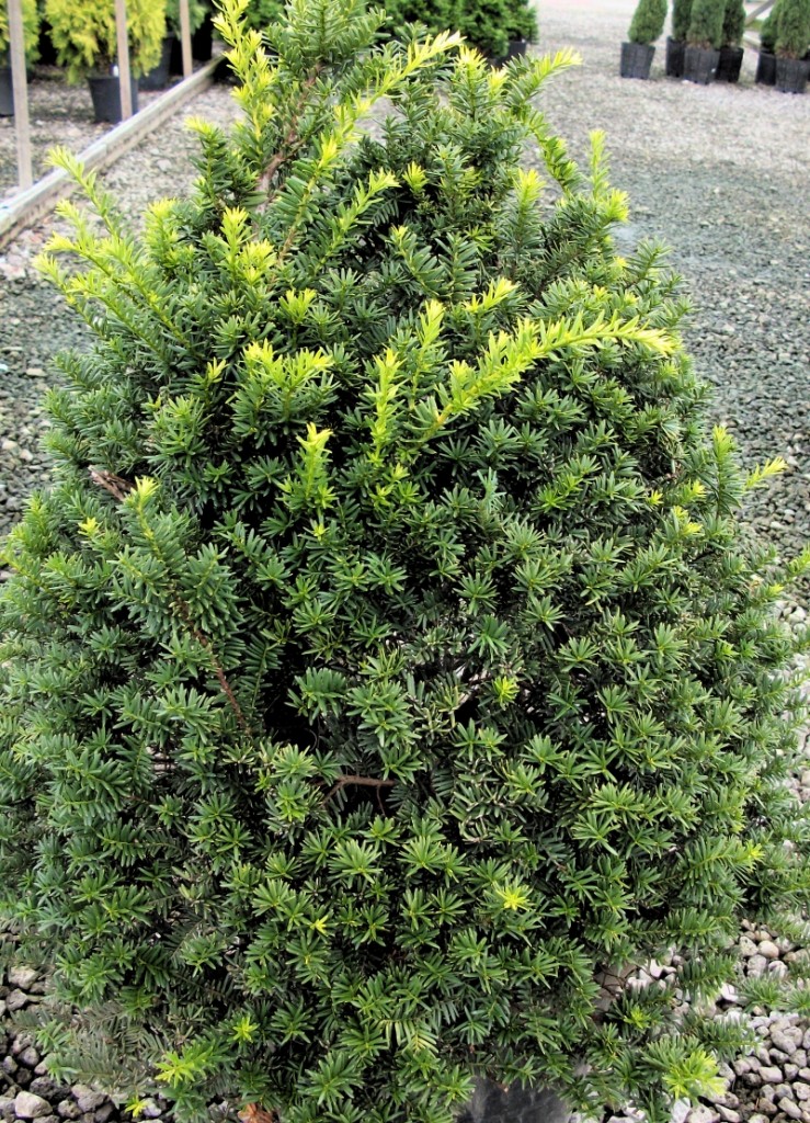 Yew – Gammon's Garden Center & Landscape Nursery