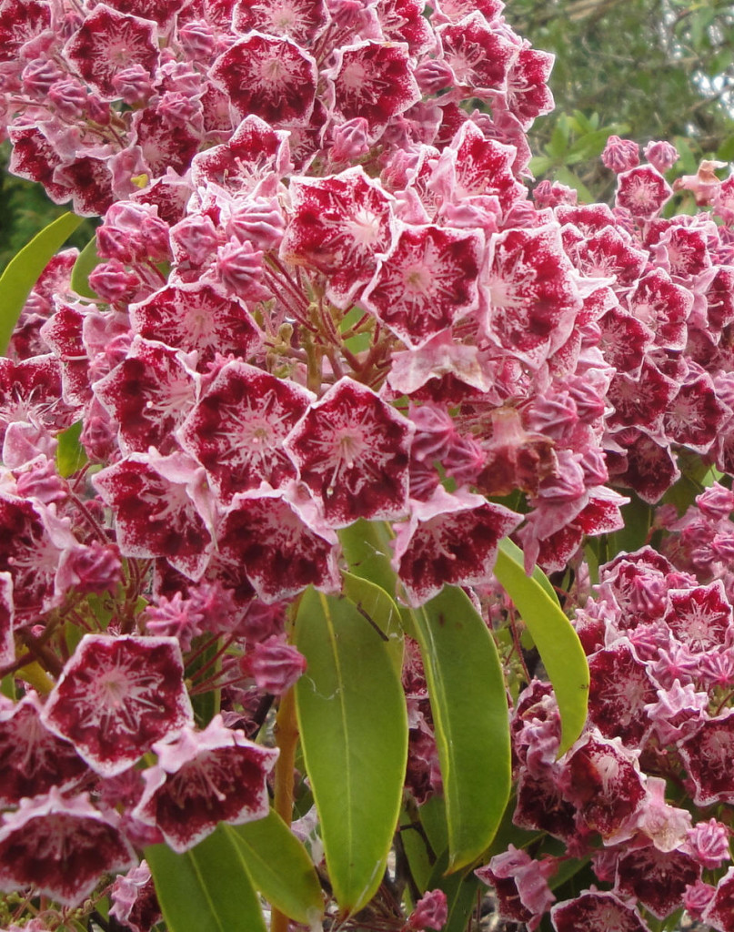 Mountain Laurel – Gammon's Garden Center & Landscape Nursery