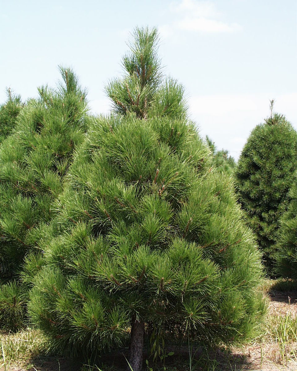 Пушистые хвойные. Канадская сосна. Пихта Веймутова. Pinus resinosa. Ель Веймутова.