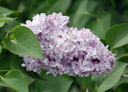 Lilac – Gammon's Garden Center & Landscape Nursery