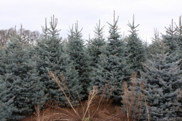 Spruce | Gammon's Garden Center & Landscape Nursery