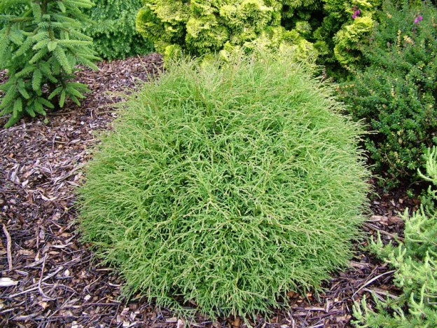 Arborvitae – Gammon's Garden Center & Landscape Nursery