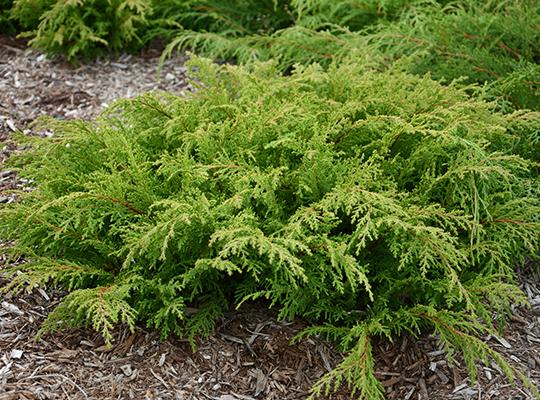 Siberian Carpet | Gammon's Garden Center & Landscape Nursery